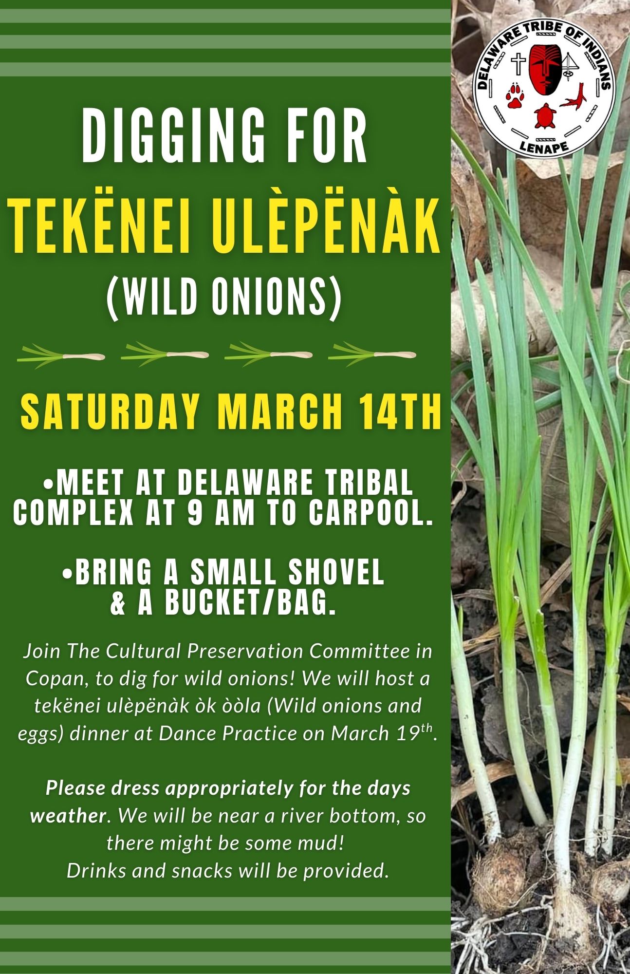 Join the Cultural Preservation Committee on Saturday March 14th to dig for wild onions in Copan, OK. We will host a tekënei ulèpënàk òk òòla (Wild Onions and Eggs) dinner at Dance Practice on March 19th.

We will meet at the Delaware Tribal Complex in Bartlesville, OK at 9:00 A.M. to carpool. Please bring a small shovel and a bucket/bag. Please dress appropriately for the day's weather. We will be near a river bottom, so there might be some mud! Drinks and snacks will be provided.